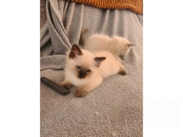 Ragdoll · Jämshög · SE*Eniliacat's
