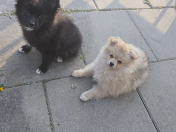 Pomeranian 75% · Edane · Rebecka Mercedez a.