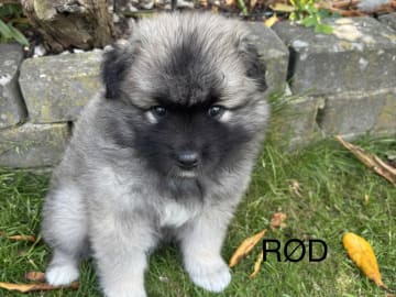 Keeshond · Herning · Michelle R.
