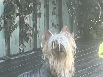 Silky terrier · Klæbu · Tom Einar Clausen
