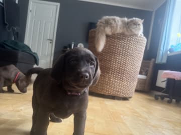 Labrador retriever · Rissa · Graciov A.