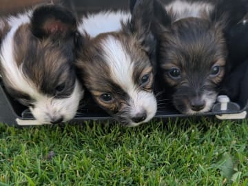 Papillon · Brastad · Bohusklippans