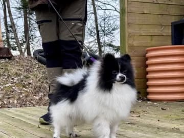 German Spitz – Kleinspitz · Oppegård · Vivian Høeg Møller