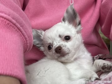 Chihuahua · Nacka · Andréa Fleischer
