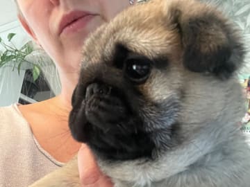 Pug · Linköping · Mixalex