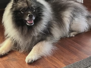 Keeshond