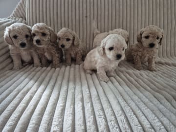 Maltipoo · Hässleholm · Daniela K.