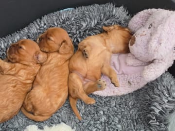 Cavalier king charles spaniel · Tenhult · Maria
