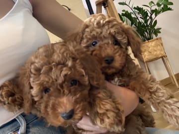 Toy Poodle · Landskrona · Yuliia K.