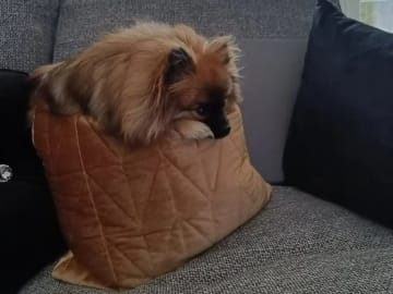 German Spitz – Kleinspitz · Oppegård · Vivian Høeg Møller
