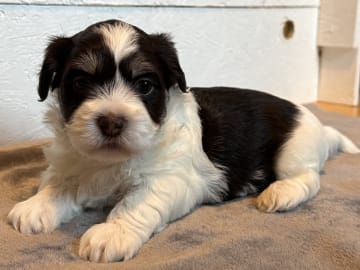 Bichon havanais · Lidköping · Tommy P.