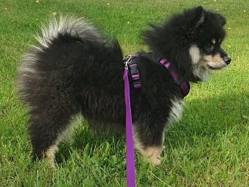 Finsk lapphund · Karlstad · Strix's