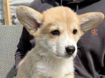 Welsh corgi pembroke · Gjerdrum · Hallo My Dog