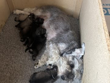 Miniature Schnauzer · Partille · Encalnas' Kennel