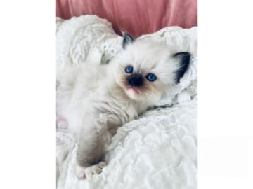 Ragdoll · Trollhättan · SE*Sapphire Blue Eyes