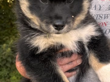 Isländsk Fårhund · Hjørring · Vadehavsvej