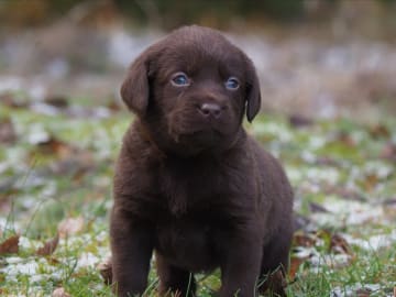 Labrador retriever · Storvreta · Hungry -Heart´s