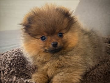 Pomeranian
