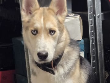 Siberian husky · Stora levene · Lenita L.
