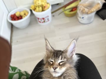 Maine Coon · Boliden · Wikslynx