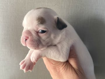 Fransk bulldogg · östervåla · Dexline's