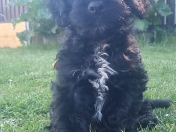 Cockerpoo · Staffanstorp · Hanna M.