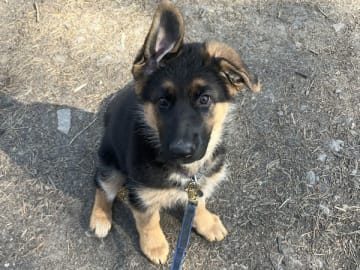 Schäferhund · Rønne · Skjoldungens