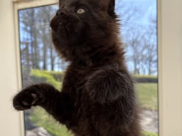 Maine Coon · Gränna · Black pearl