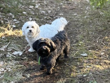 Stigsbergets kennel