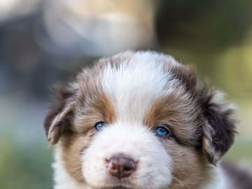 Miniature american shepherd · Gyttorp · Ingen