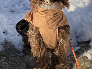 Portugisisk vattenhund · Bergen · Eva C.