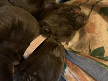 Labrador retriever · Mariestad · Värmdö kennel