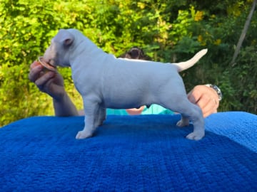 Miniature Bull Terrier · Sylling · Kinga György
