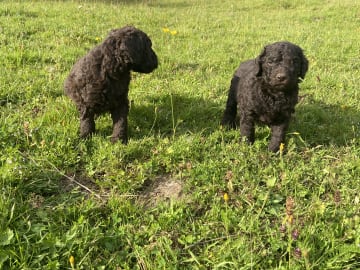 Labradoodle · Nol · Lyckliga Vovven