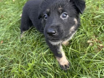 Tysk Schäferhund · Søllested · Team Østergaard's