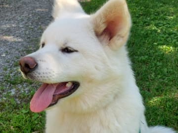 Akita · Dorotea · Krayon's kennel