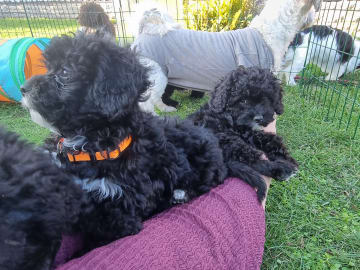 Maltipoo · Ystad · Jenny M.