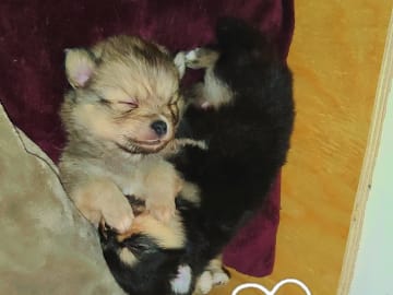 Pomchi · Landskrona · Mimmibus