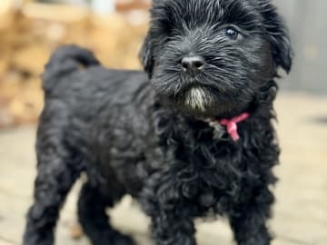 Tibetansk terrier · Skokloster · Solstickans