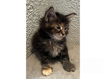 Maine Coon · Timmersdala · SE*Catillacs