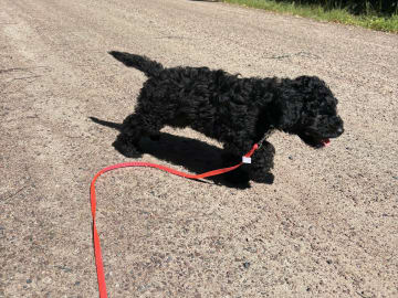 Cockerpoo · Kristinehamn · Marielle B.