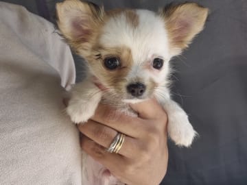 Chihuahua · Mariestad · Mayan Legacy