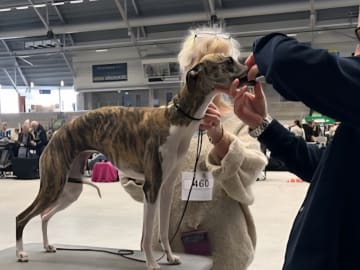 Whippet · Alafors · Amboryds