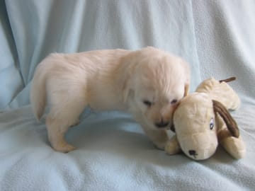 Golden retriever · Blomstermåla · Guld-Fias