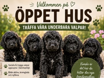 Double Doodle · Borås · Smith Labradoodles