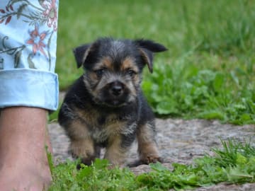 Norwichterrier · Lit · Cobby's