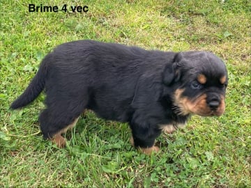 Rottweiler · östervåla · Dexline's