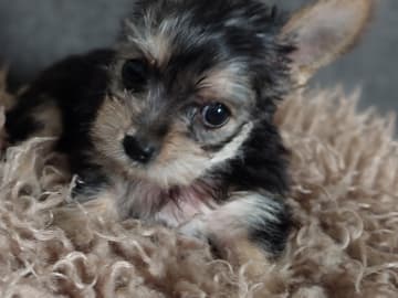 Chorkie · Vårby · DochD
