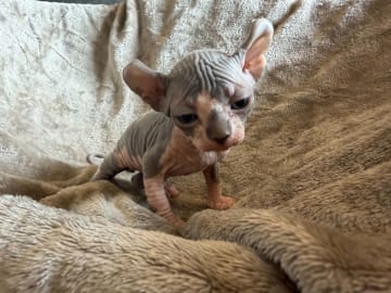 Sphynx · Tumba · Samuel P.