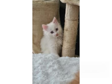 Kurilean Bobtail Longhair · Borås · SE*Björketorp